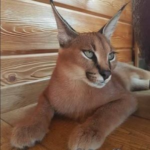 Meet your Posher, Daisy